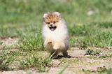 SPITZ ALLEMAND 264